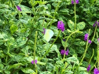 Animals of Singapore botanic gardens: can you spot the butterfly
